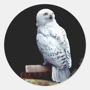 Sticker Rond Hedwig sur les livres