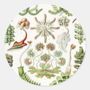 Sticker Rond Hepaticae Lebermoose par Ernst Haeckel