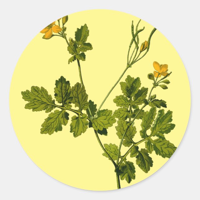 Sticker Rond herbe à fleurs florales de célandine (Devant)