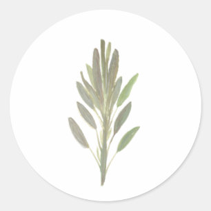 Sticker Rond Herbe de Sage plante végétale