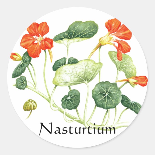 Sticker Rond Herbe - Série de jardins - Nasturtium (Devant)