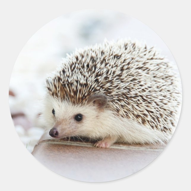 Sticker Rond Hérisson bébé mignon (Devant)