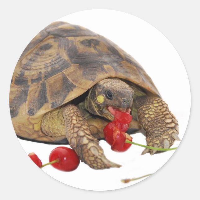 Sticker Rond Hermann Tortoise et fraises (Devant)