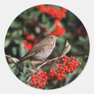 Sticker Rond Hermite Thrush