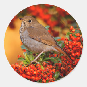 Sticker Rond Hermite Thrush Songbird sur l'araignée de feu