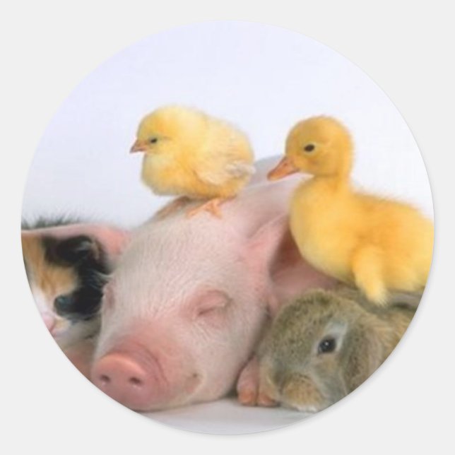 Sticker Rond Heure de la sieste pour les animaux (Devant)