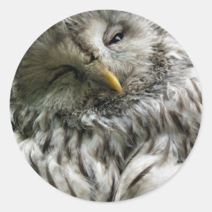 STICKER ROND HIBOU