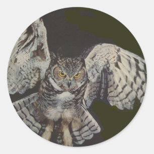 Sticker Rond Hibou de tigre de vol