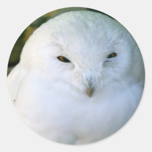 Sticker Rond Hibou des neiges
