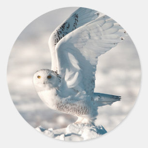 Sticker Rond Hibou des neiges décollant de la neige