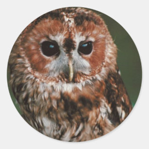 Sticker Rond Hibou fauve de bébé