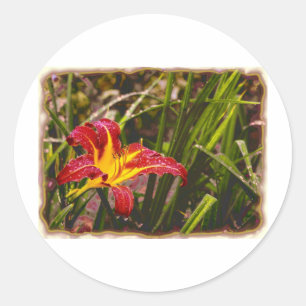 Sticker Rond Hier Lily Après La Pluie