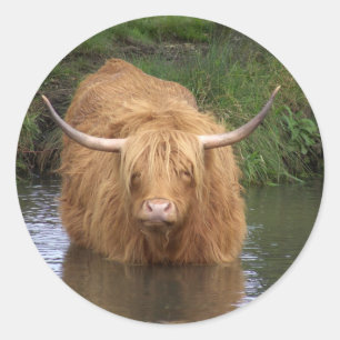 Sticker Rond Highland Cattle