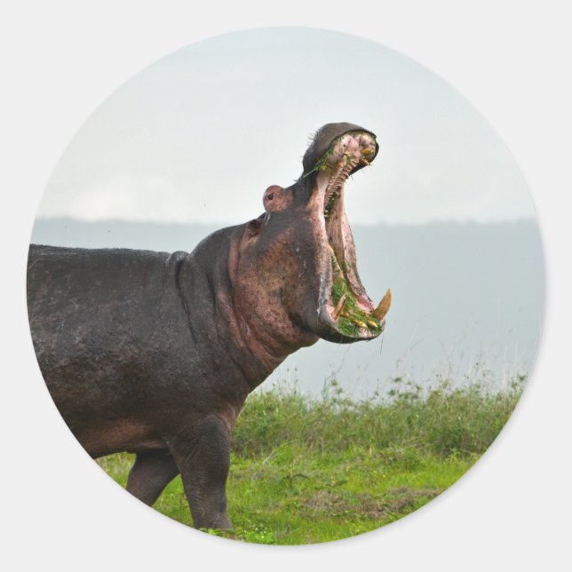 Sticker Rond Hippopotamus de la faune (Devant)
