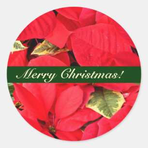 Sticker Rond Holly Point Poinsettias Noël Floral