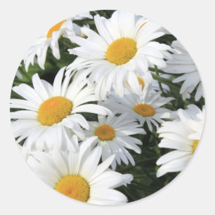 Sticker Rond Horticulture de marguerite blanche