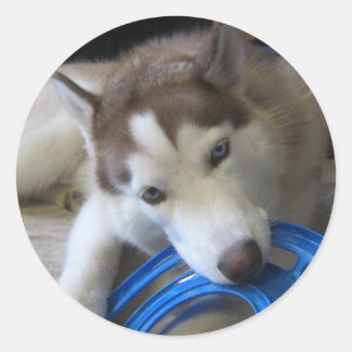 Sticker Rond husky et frisbee