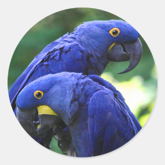 Sticker Rond Hyacinth Macaws