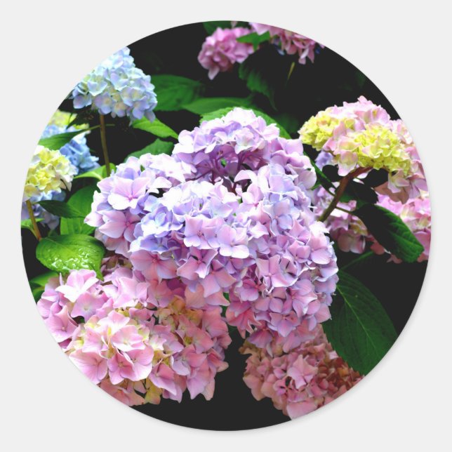 Sticker Rond Hydrangea (Devant)