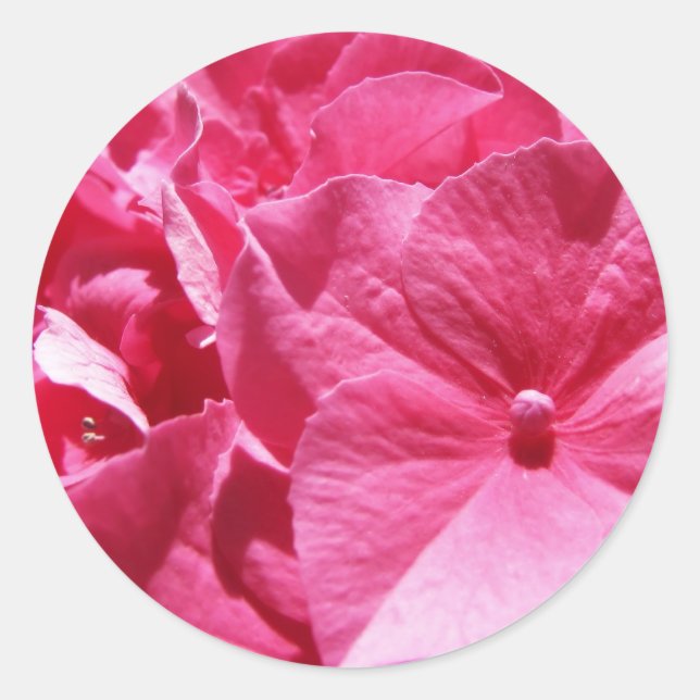 Sticker Rond Hydrangea rose (Devant)