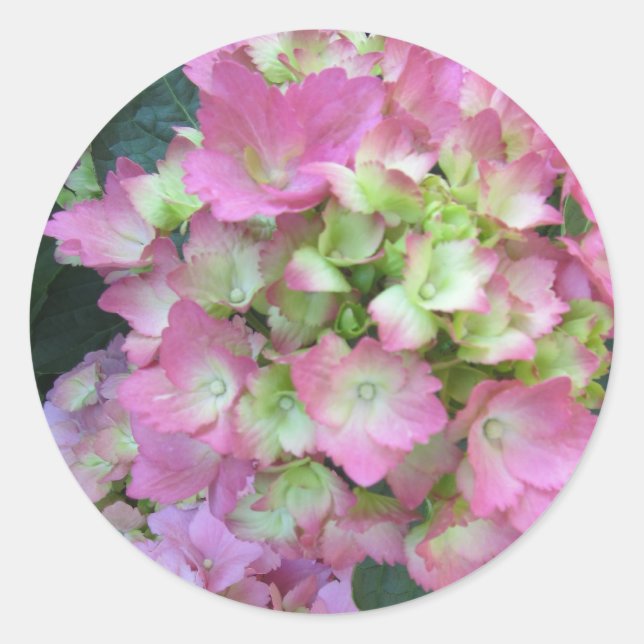 Sticker Rond Hydrangeas roses (Devant)