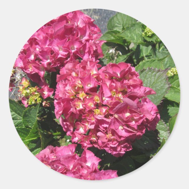 Sticker Rond Hydrangeas roses (Devant)