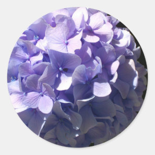 Sticker Rond Hydrangée violette