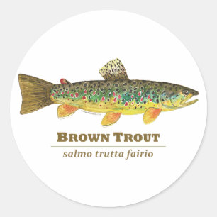Sticker Rond Ichthyologie latine Brown