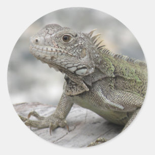 Sticker Rond Iguana Sicker