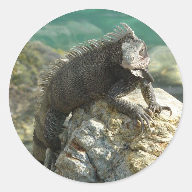 Sticker Rond Iguana sur les rochers à St. Thomas (Devant)