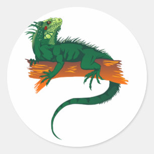 Sticker Rond Iguana sur une branche