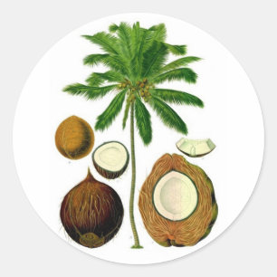 Sticker Rond Illustration botanique de l'arbre à coco