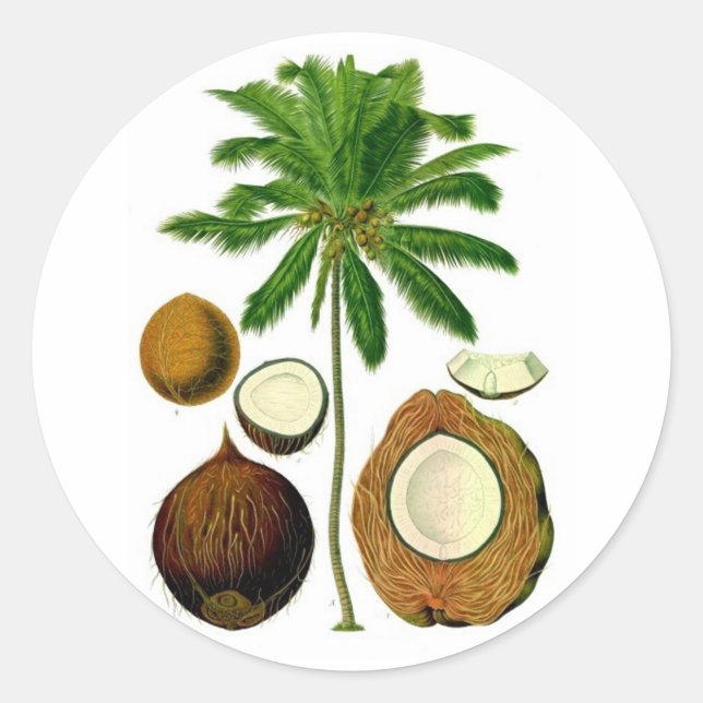 Sticker Rond Illustration botanique de l'arbre à coco (Devant)