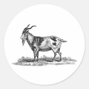 Sticker Rond Illustration de chèvre domestique vintage - chèvre