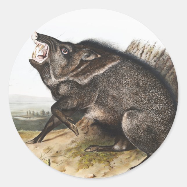 Sticker Rond Illustration de Dycoteles torquatus de Peccaire à  (Devant)