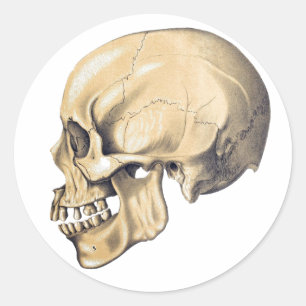Sticker Rond Illustration de l'anatomie du crâne Vintage