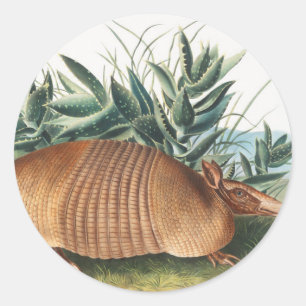 Sticker Rond Illustration de l'Armadillo (Dasypus Peba) à neuf 