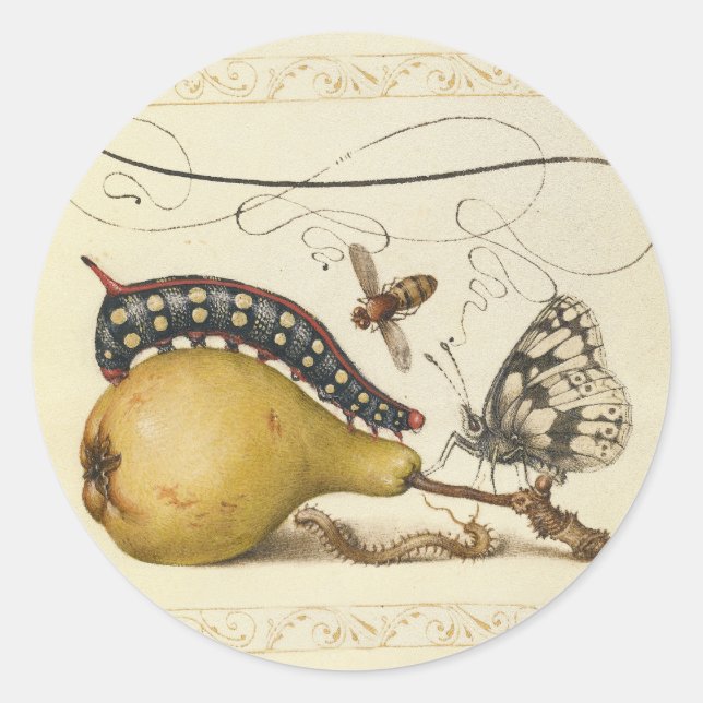 Sticker Rond Illustration de l'insecte du fruit du papillon (Devant)