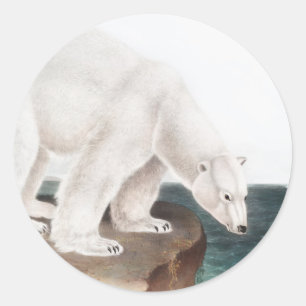 Sticker Rond Illustration de l'Ours polaire (Ursus maritimus)