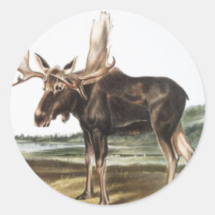 Sticker Rond Illustration de Moose Deer (Servus alces)