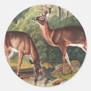 Sticker Rond Illustration de Virginian Deer (Cervus Virginianus