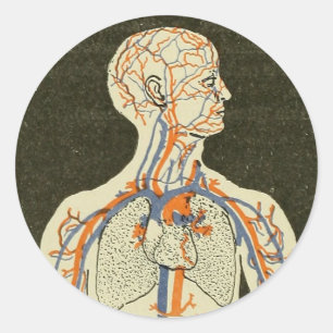 Sticker Rond Illustration des veines et artères de l'anatomie 
