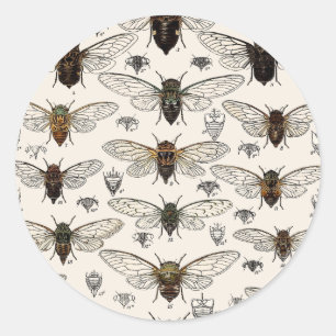 Sticker Rond Illustration vintage Cicadas