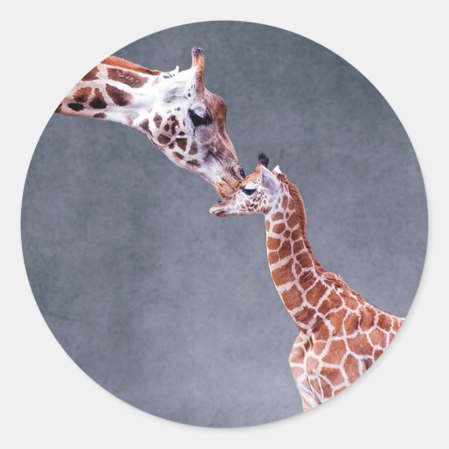 Sticker Rond Images Getty | Mère et bébé Giraffe (Devant)