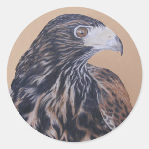 Sticker Rond Immature Harris Hawk