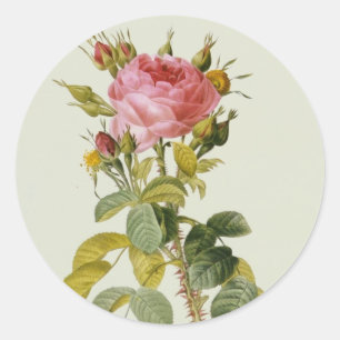 Sticker Rond Impression botanique rose - 'Rosa Bifera' par Redo