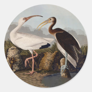 Sticker Rond Impression d'oiseau Ibis blanc de John James Audub