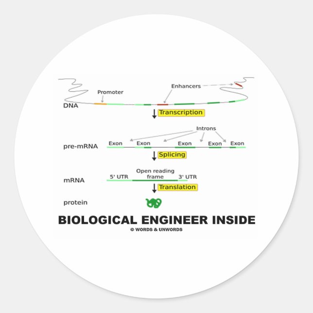 Sticker Rond Ingénieur biologique à l'intérieur (Devant)