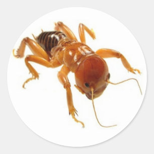 Sticker Rond Insecte de pomme de terre