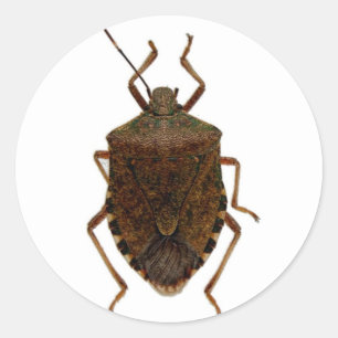 Sticker Rond Insecte de puanteur